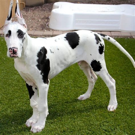 But it could be just as true of a younger <b>Dane</b>. . Great dane for sale